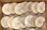 Lot: Lbs Perisphinctes Ammonite Fossils - Pieces #103889-2